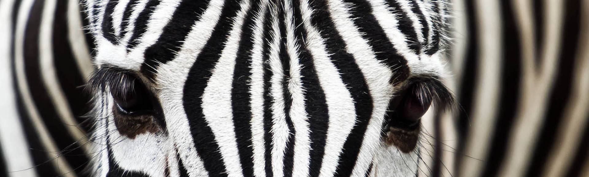 Inspiration illusion deco zebre